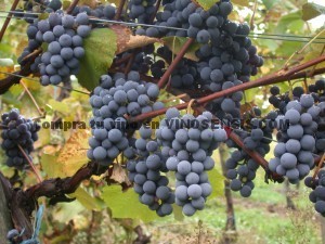 Tempranillo, the Spanish noble grape