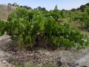 Airen, Spain’s most important white grape